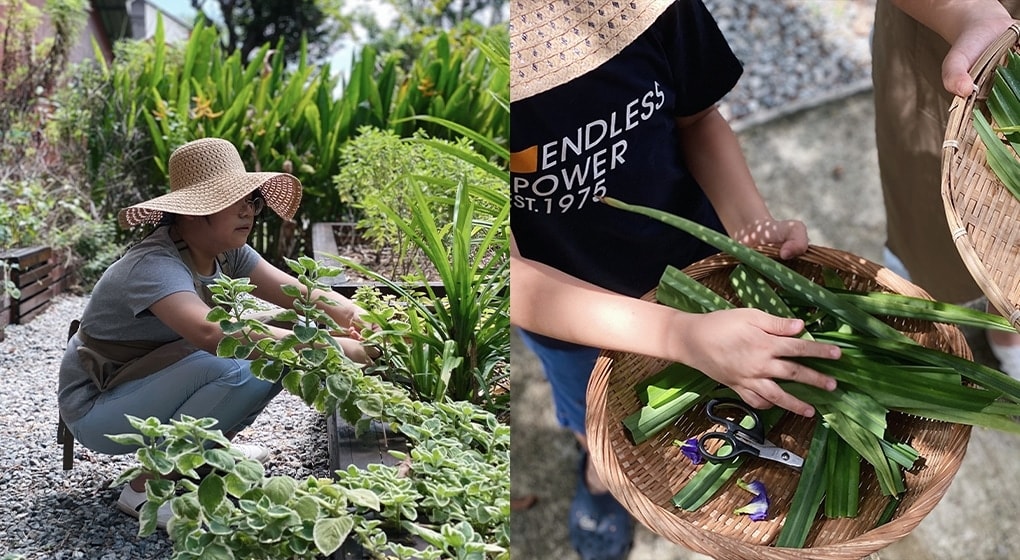 Cynthea and her family at Super Farmers harvesting some greens to bring home.